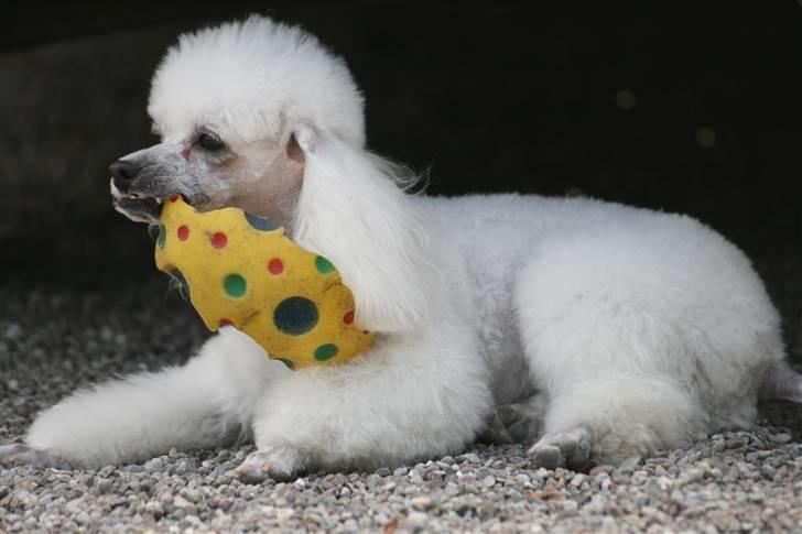 Dværgpuddel Ludvig billede 4