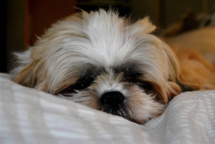 Shih tzu Taybes Laban - velkommen til min profil :) Foto; KNH - Foto(Mig) billede 2