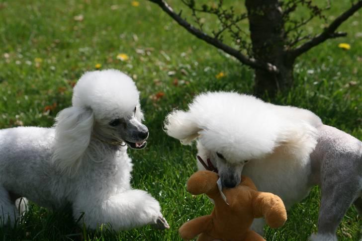 Dværgpuddel Ludvig billede 5