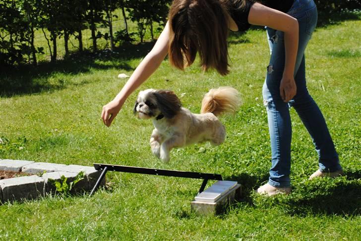 Shih tzu Taybes Laban - Foto; Jessica Henriette Andreasen billede 3
