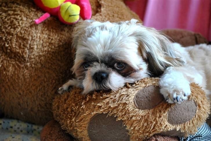 Shih tzu Taybes Laban - Elsker VIRKELIG de her Foto!(: Foto; KNH - Foto. (Mig) billede 5