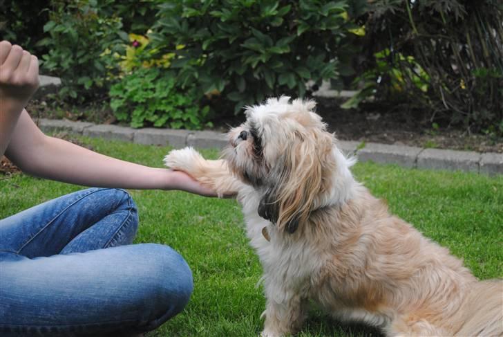 Shih tzu Taybes Laban - Hvor er jeg bare dygtig ! :D Foto; Connie Damgaard billede 6