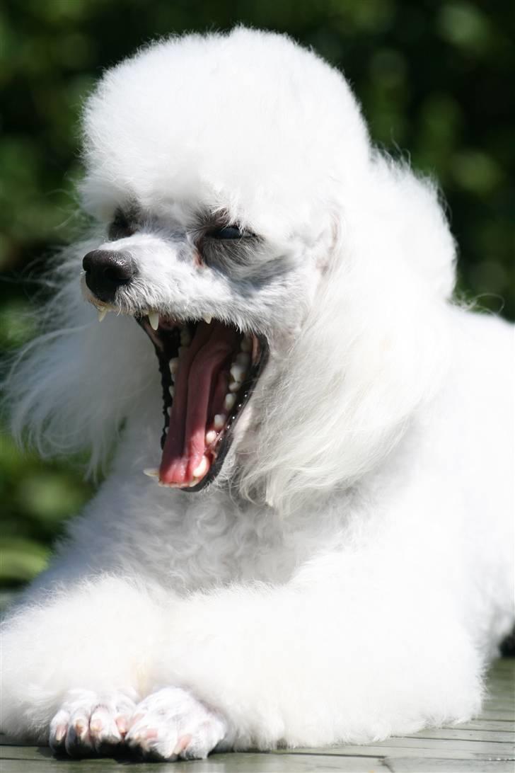 Dværgpuddel Ludvig - Ludvig er blevet en smule træt af alt det klipning billede 6