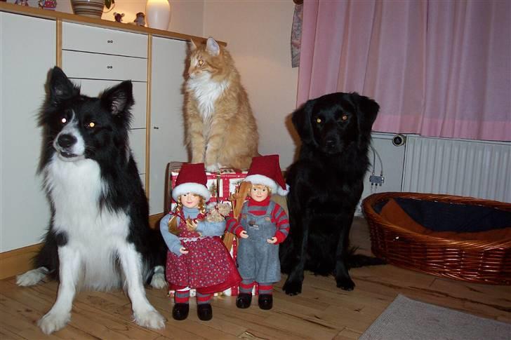 Blanding af racer Tyson - Julebillede af hele flokken billede 5