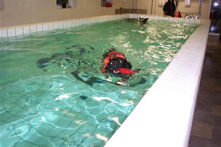 Blanding af racer Tyson - Tyson der er ude o svømme billede 6