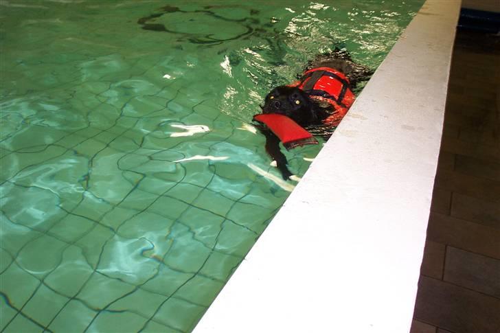 Blanding af racer Tyson - Svømmetur igen billede 7