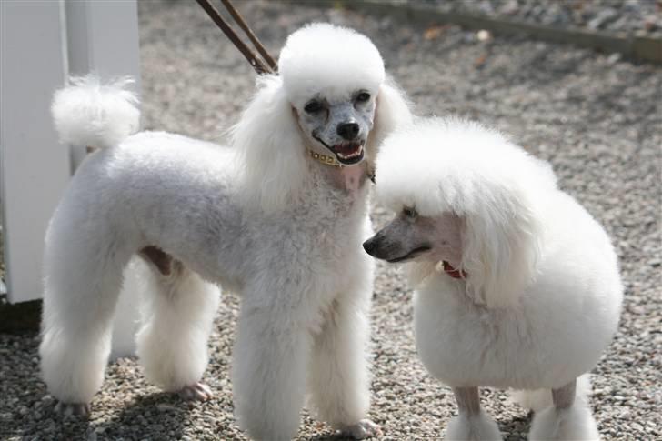 Dværgpuddel Ludvig billede 7