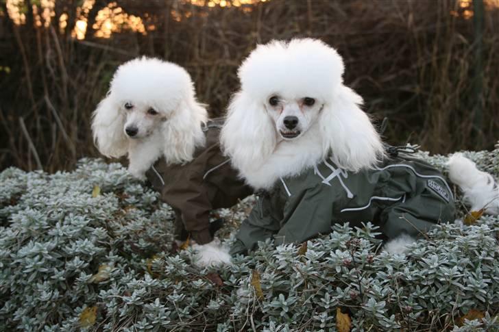 Dværgpuddel Ludvig - Ludvig og Perle med deres nye hurtta dragter billede 8