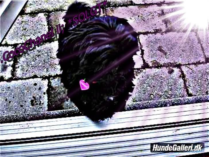 Shih tzu Taybes Coco|Solgt - Flere billeder på vej!!xD billede 1