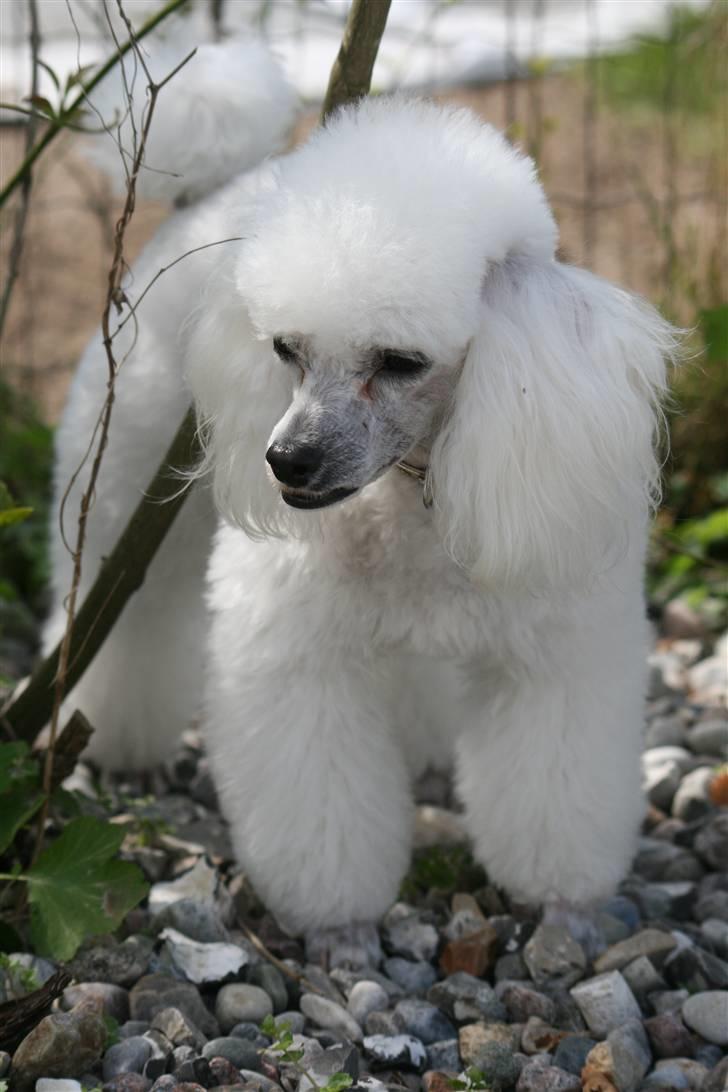 Dværgpuddel Ludvig billede 9