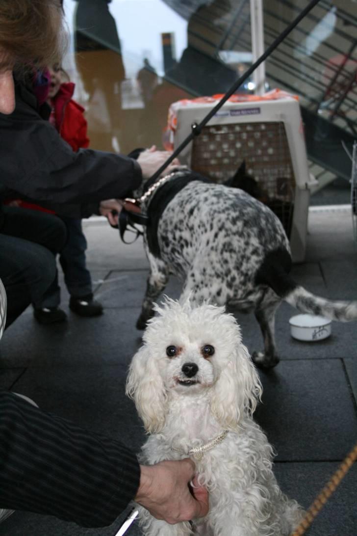 Dværgpuddel Ludvig - Ludvigs ankomst på lufthaven billede 10