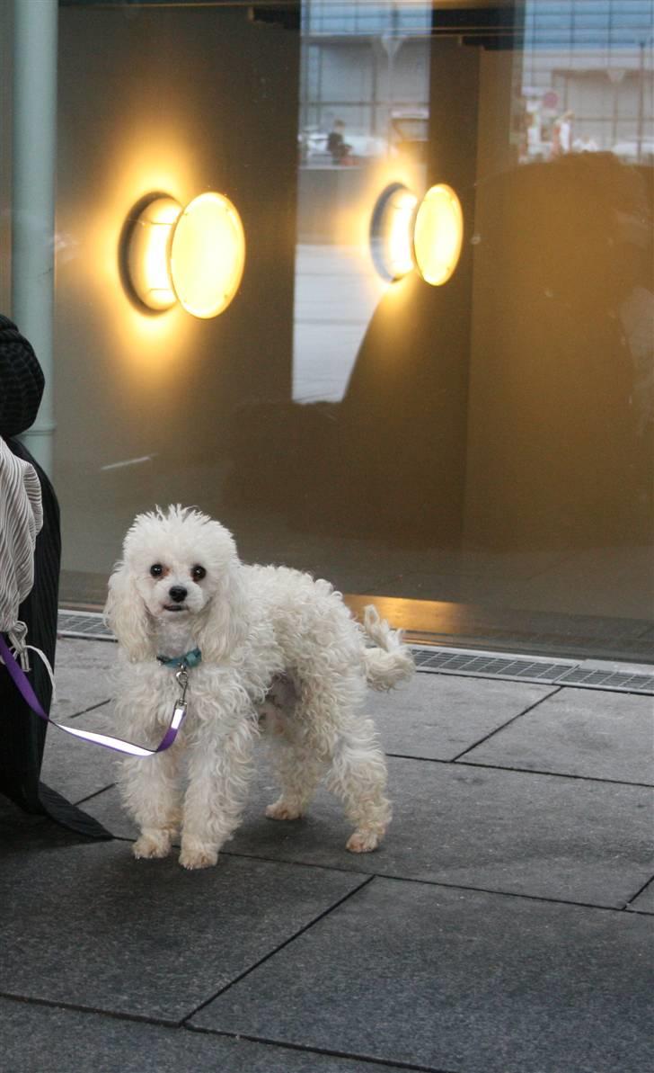 Dværgpuddel Ludvig - Ludvig i lufthavnen billede 11