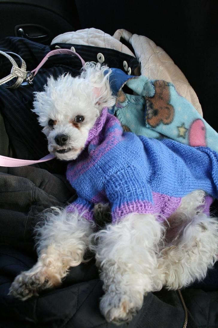 Dværgpuddel Ludvig - Ludvig på vej hjem i vores bil billede 12