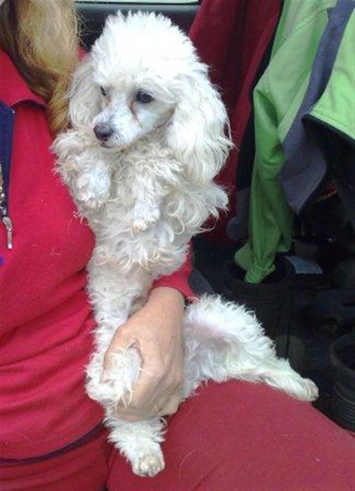 Dværgpuddel Ludvig - Ludvig er lige blevet indleveret til internatet i spanien. D. 24 dec 08. billede 13