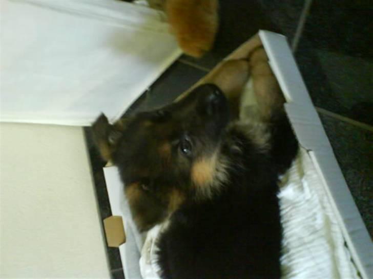 Schæferhund '''''''AMI¨''''''''' - Den. første dag vihavde dig billede 1