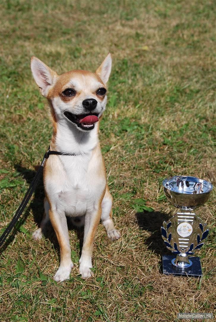 Chihuahua Marley - Marley med sin forste SL pokal <3 billede 1