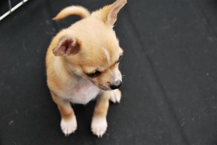 Chihuahua Marley - Dejlige Marley som hvalp (8 uger) billede 2