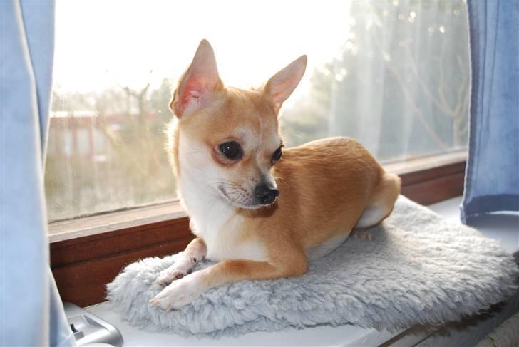 Chihuahua Marley - Marley ligger i vindueskarmen :) billede 3