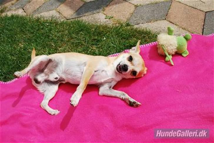 Chihuahua Marley - Marlet ruller rundt på tæppet mens han smiler sødt <3 billede 4