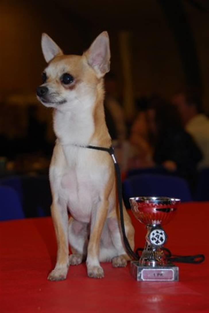 Chihuahua Marley - Flotte Marley med sin  fine pokal billede 5
