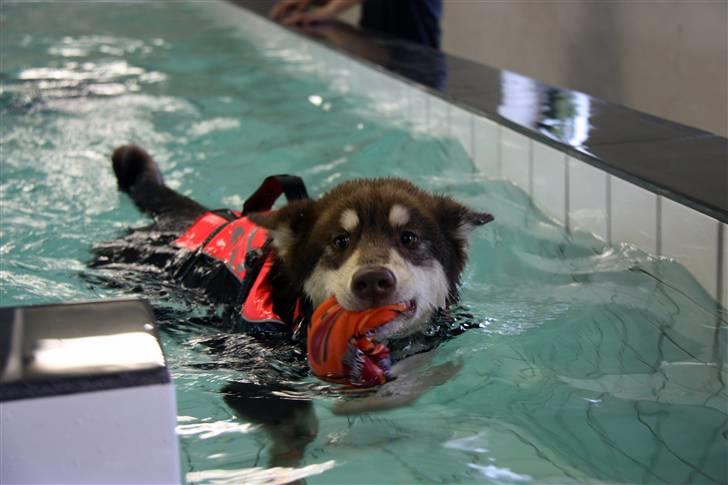 Finsk hyrdehund Russjkat R.I.P - Til Hundesvøming billede 13