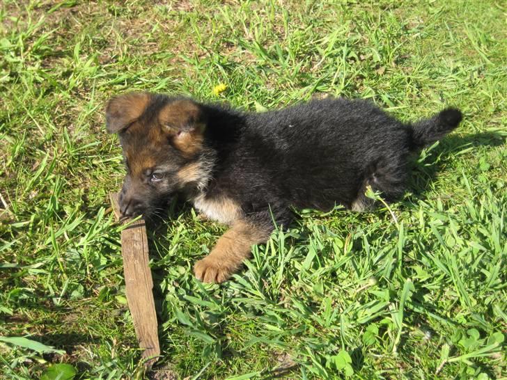 Schæferhund '''''''AMI¨''''''''' - Ami leger i Haven. Ca 10uger gammel. billede 12