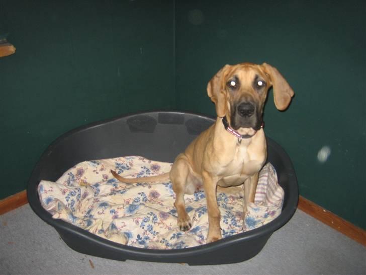 Grand danois Freja tøsen billede 17