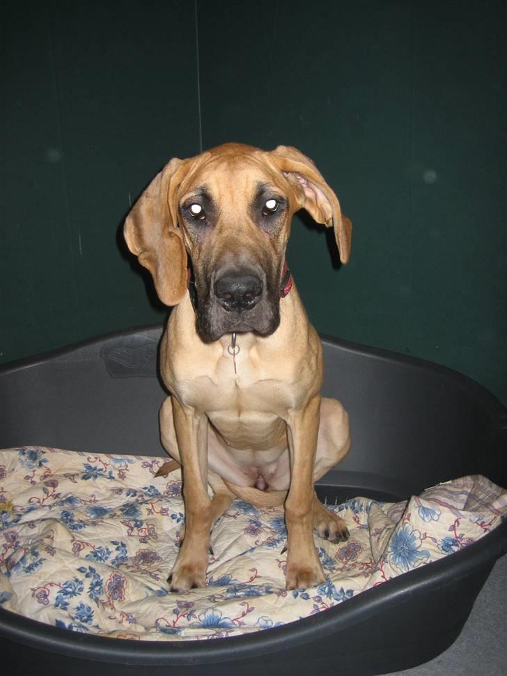 Grand danois Freja tøsen billede 18