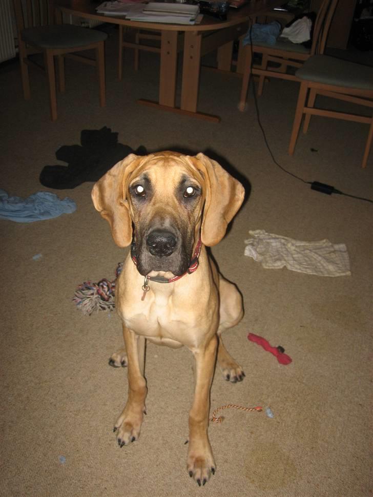 Grand danois Freja tøsen billede 19