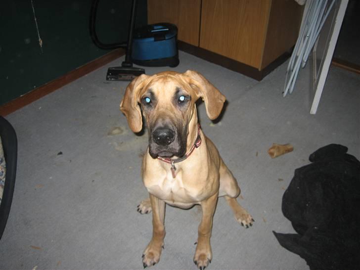 Grand danois Freja tøsen billede 20