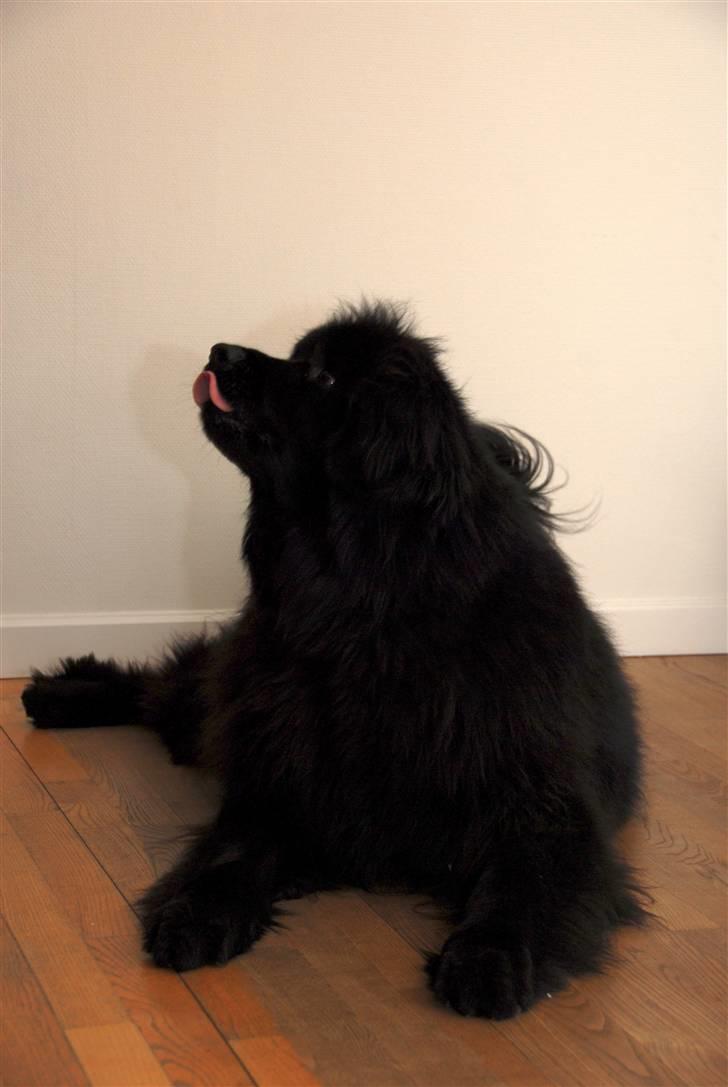 Newfoundlænder Maximus billede 15