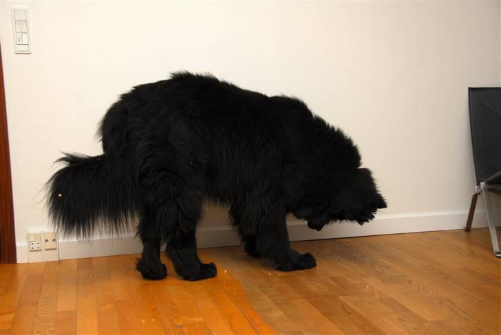 Newfoundlænder Maximus billede 16