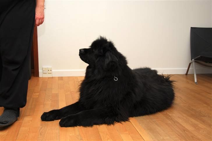 Newfoundlænder Maximus billede 17