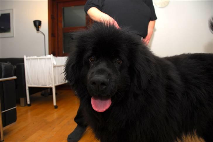 Newfoundlænder Maximus billede 18