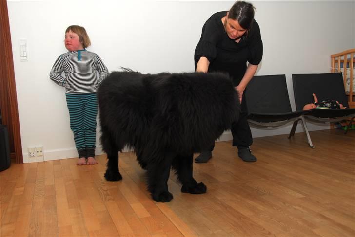 Newfoundlænder Maximus billede 19