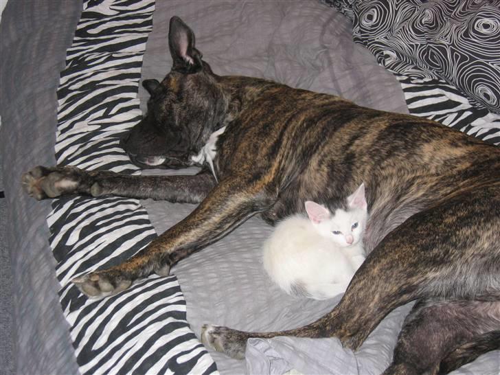 Dogo canario Gucci billede 13