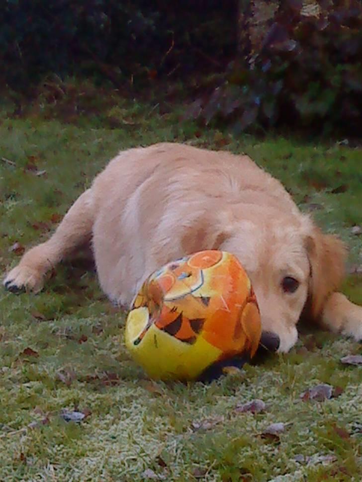 Golden retriever Futte | Himmel- Prinssen billede 9