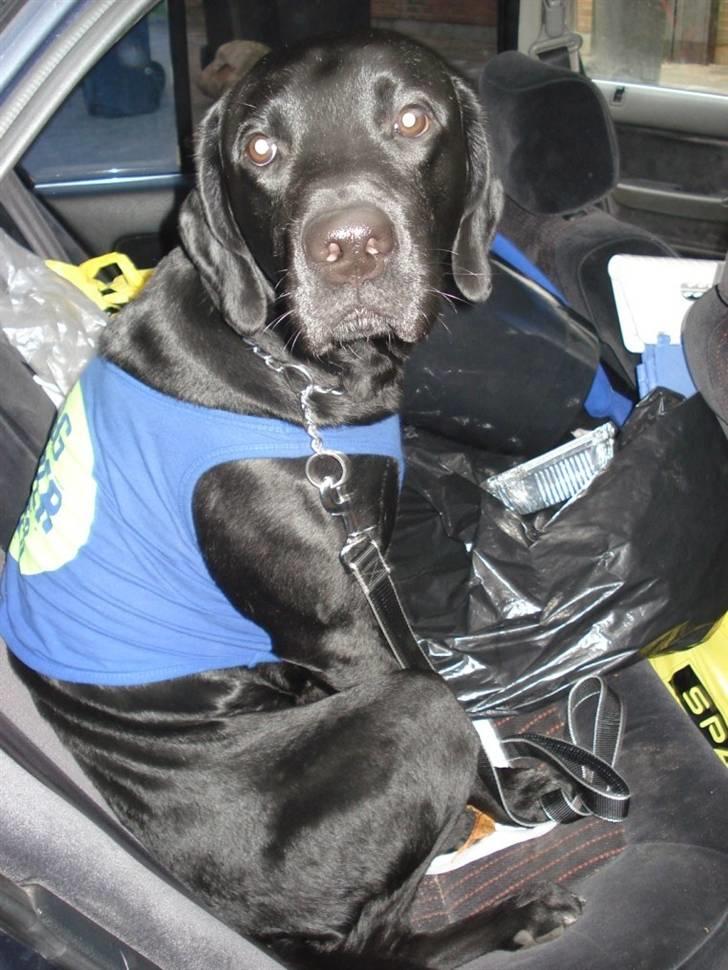 Labrador retriever Buzz (Himmel Hund) billede 1