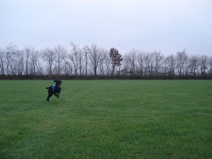 Labrador retriever Buzz (Himmel Hund) billede 2