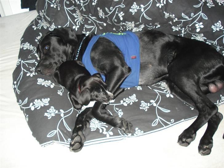 Labrador retriever Buzz (Himmel Hund) billede 3