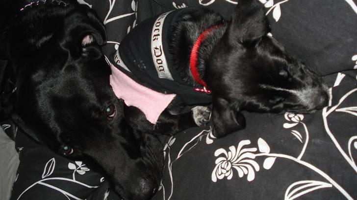 Labrador retriever Buzz (Himmel Hund) billede 4