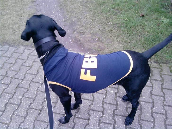 Labrador retriever Buzz (Himmel Hund) billede 5