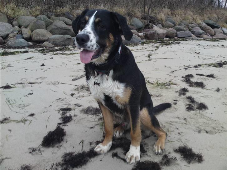 Blanding af racer Himmel hunden Basse billede 19