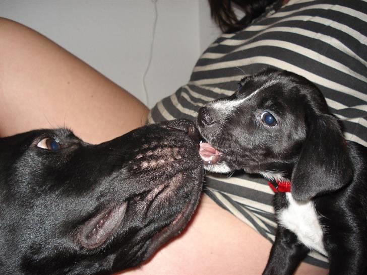 Labrador retriever Buzz (Himmel Hund) billede 6