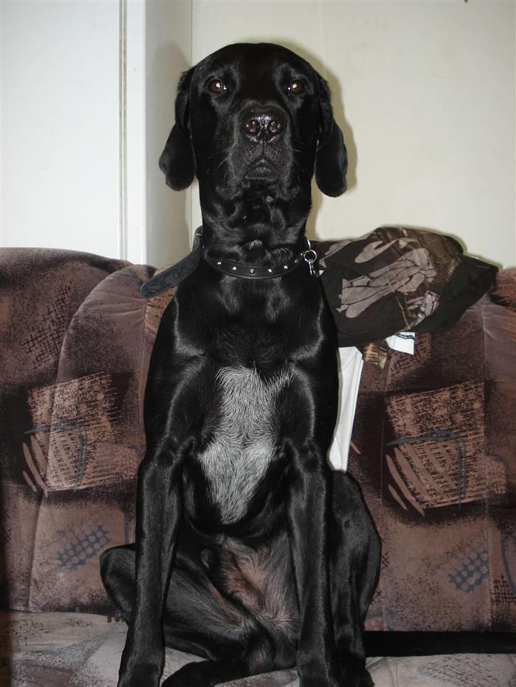 Labrador retriever Buzz (Himmel Hund) billede 7