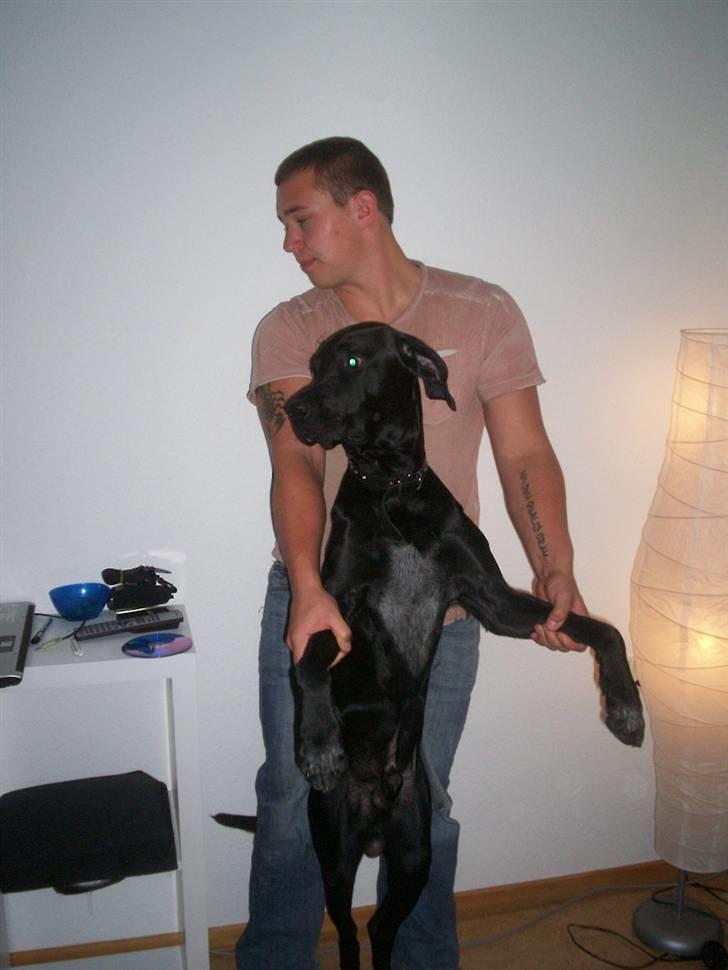 Labrador retriever Buzz (Himmel Hund) billede 8