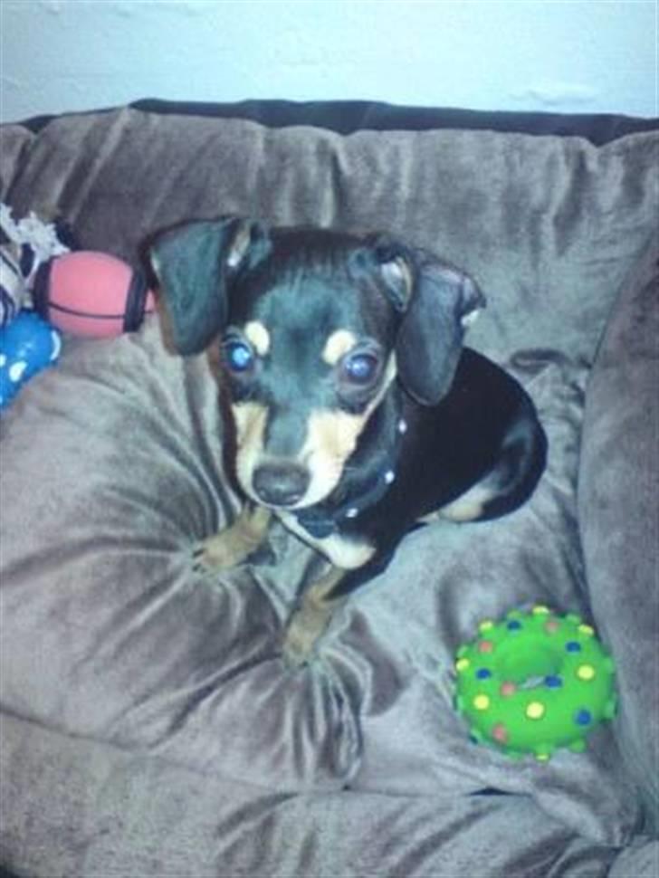 Blanding af racer Pomfrit billede 1