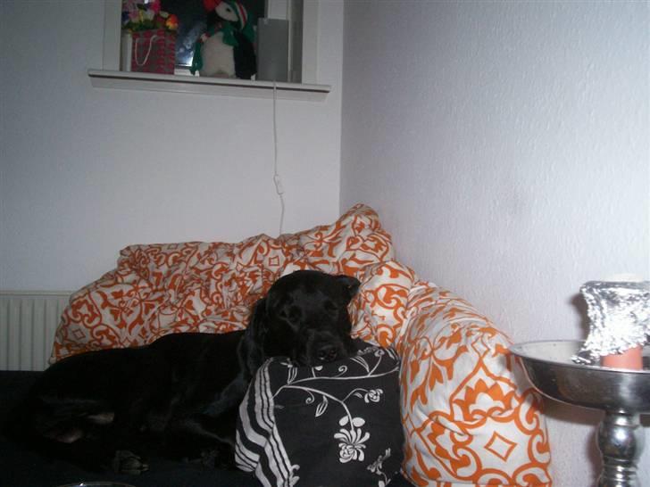 Labrador retriever Buzz (Himmel Hund) billede 9