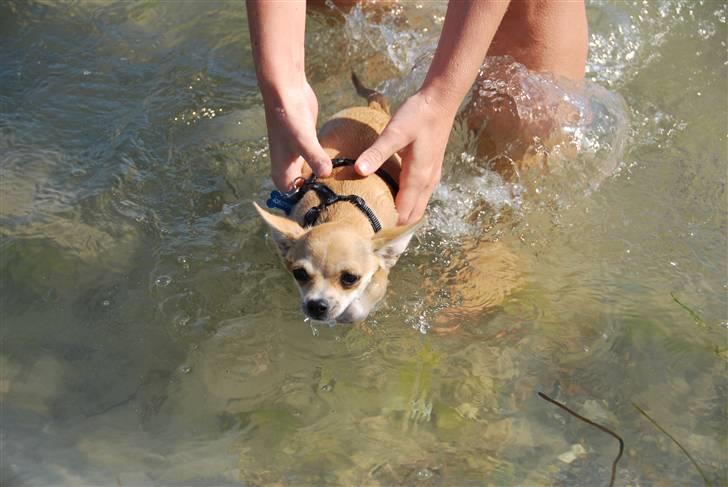 Chihuahua Marley - Marley svømmer billede 6