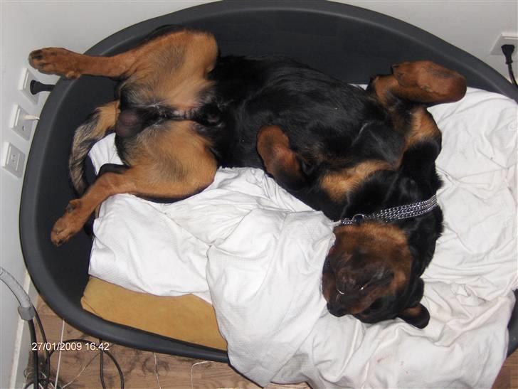 Rottweiler Tayson - Zzzzz Zzzzz Zzzzz billede 12